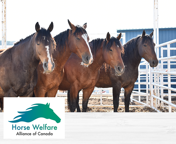 Horse Welfare Alliance of Canada